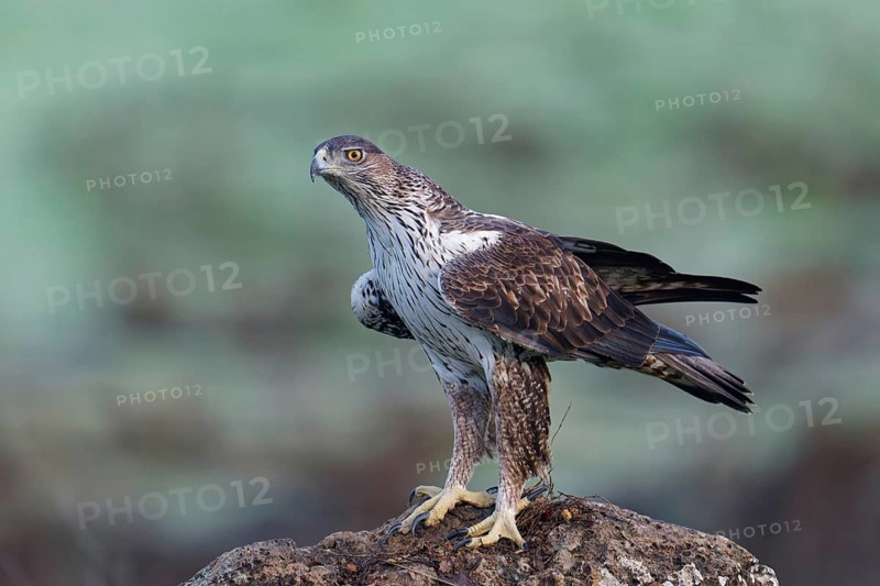 Bonelli's eagle, male (Aquila fasciata), on a rock, Andalusia Spain
