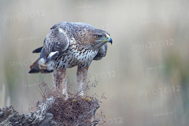Bonelli's eagle (Aquila fasciata), mounted, Castilla-La Mancha, Spain