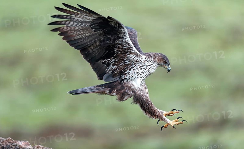 Bonelli's eagle (Aquila fasciata) approaching a cliff, Andalusia, Spain