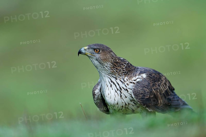 Bonelli's eagle (Aquila fasciata), portrait, Andalusia Spain