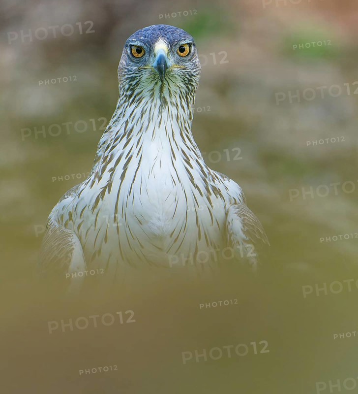 Bonelli's eagle male (Aquila fasciata), portrait, Andalusia Spain