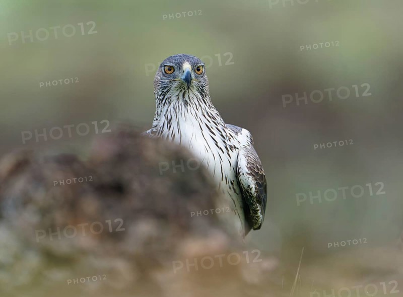 Bonelli's eagle (Aquila fasciata), hidden Andalusia Spain