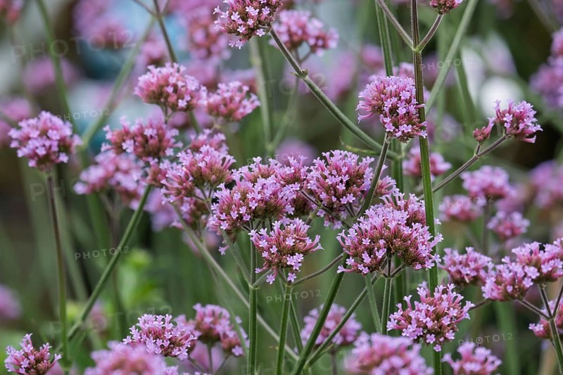 Purpletop vervain (Verbena bonariensis), also known as Argentine verbena, Argentine verbena and veil verbena, North Rhine-Westphalia, Germany