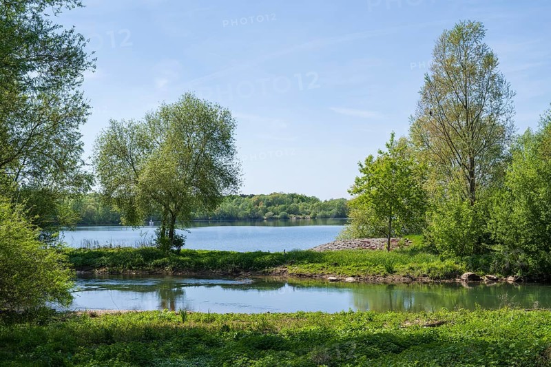 Trees on the shore of the Lippesee, reservoir, Sande, Paderborn, Westphalia, North Rhine-Westphalia, Germany