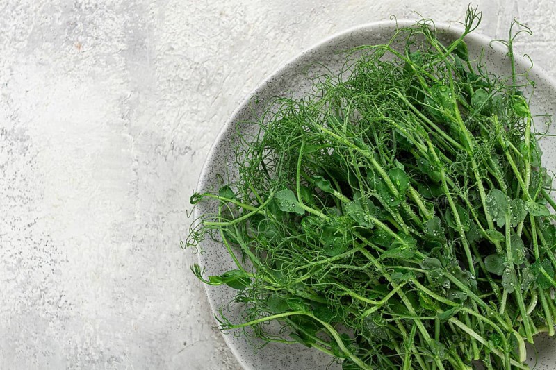Fresh pea shoots are beautifully arranged on a round gray plate, highlighting their vibrant green hue and delicate texture against a soft, neutral backdrop