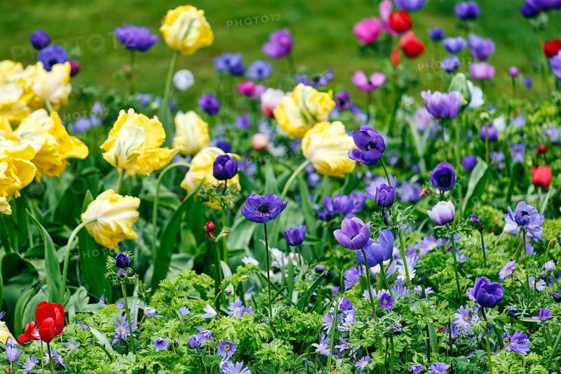 Yellow tulips (Tulipa), blue crown anemone (Anemone coronaria), garden anemone, colourful bed, Keukenhof gardens, Lisse, Bollenstreek, South Holland, Netherlands