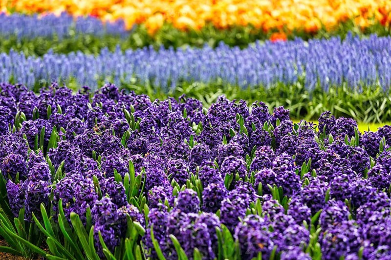 Blue hyacinths (Hyacinthus) in a flower bed, spring, Keukenhof gardens, Lisse, Bollenstreek, South Holland, Netherlands