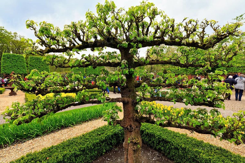 Flowering fruit tree, espalier fruit, Keukenhof gardens, Lisse, Bollenstreek, South Holland, Netherlands