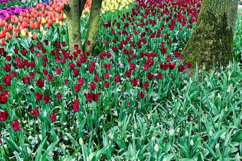 Different coloured tulips (Tulipa), Keukenhof gardens, Lisse, Bollenstreek, South Holland, Netherlands