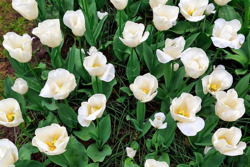 White tulips (Tulipa), tulip bed, view from above, Keukenhof Gardens, Lisse, Bollenstreek, South Holland, Netherlands