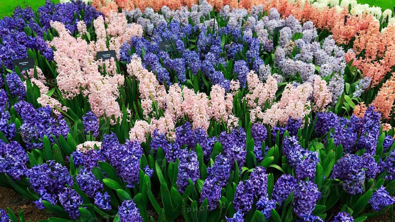 Different coloured hyacinths (Hyacinthus) in a flower bed, spring, Keukenhof Gardens, Lisse, Bollenstreek, South Holland, Netherlands