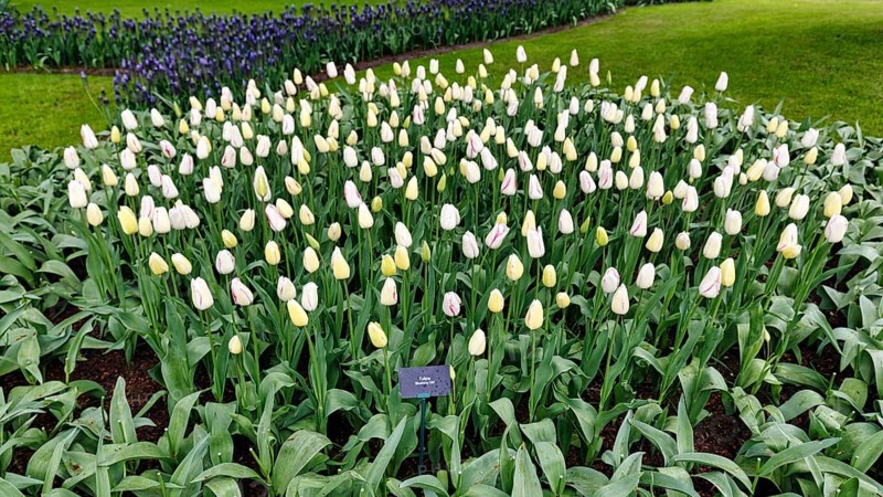 Tulipa polychroma (Tulipa), tulip bed, Keukenhof gardens, Lisse, Bollenstreek, South Holland, Netherlands