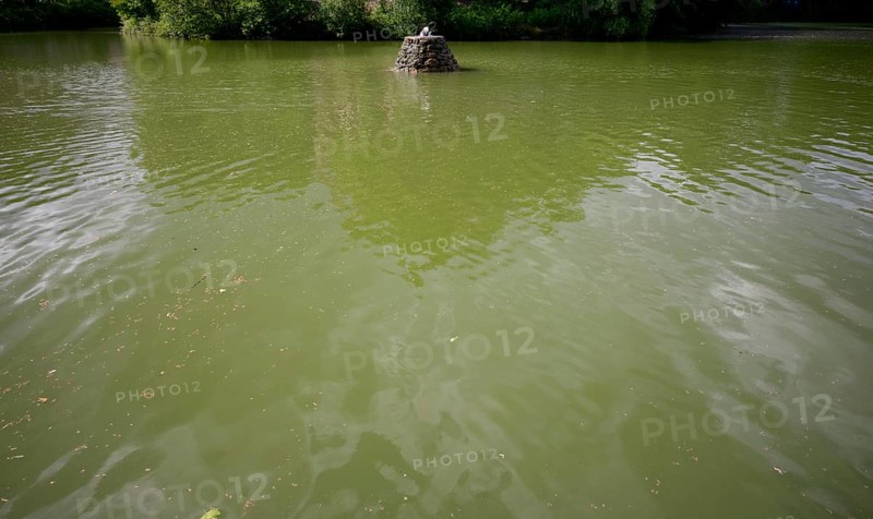 Blue-green algae, water is green, Feuersee, Stuttgart-West, Stuttgart, Baden-Württemberg, Germany