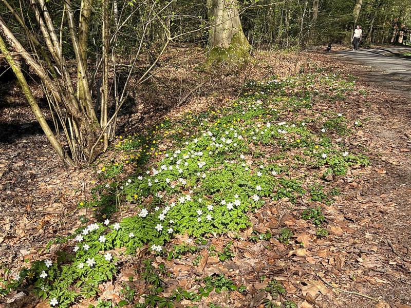 Wood anemone (Anemone nemorosa), forest floor, Stikelkamper Forest, native species, East Frisia, Germany