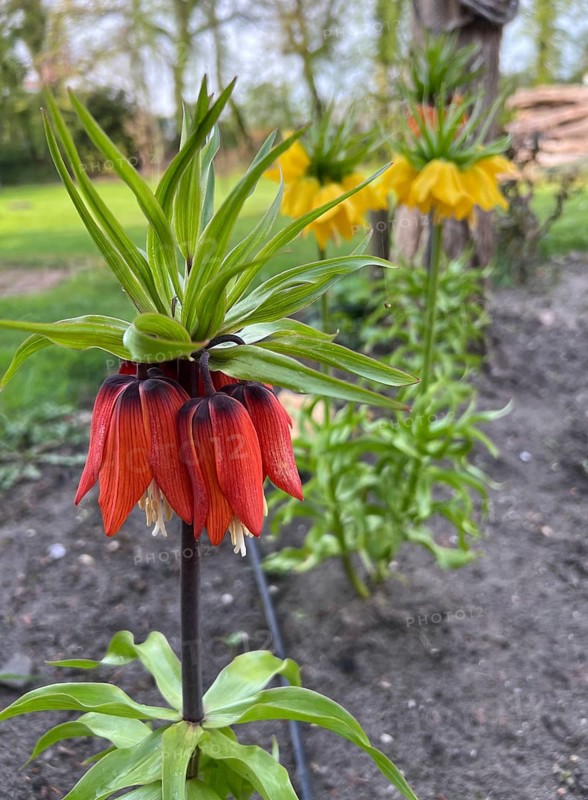 Imperial crown, flower, plant, native garden, East Frisia, Germany