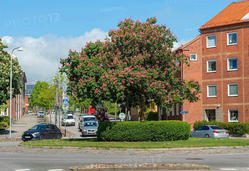 Flowering chestnut trees by street and apartment buildings in Ystad, Skåne County, Sweden, Scandinavia