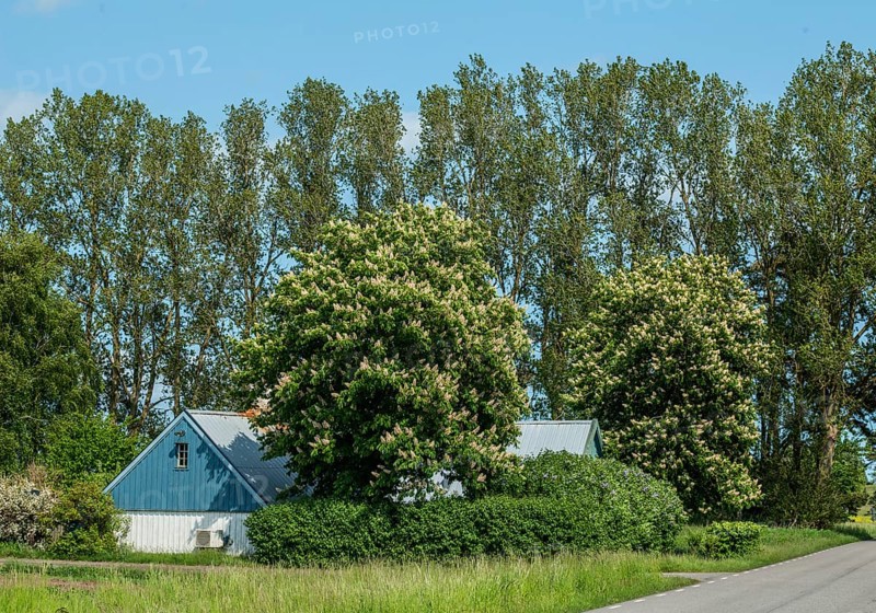 Old farm house among flowering chestnut trees and poplar trees in Ystad municipality, Skåne county, Sweden, Scandinavia