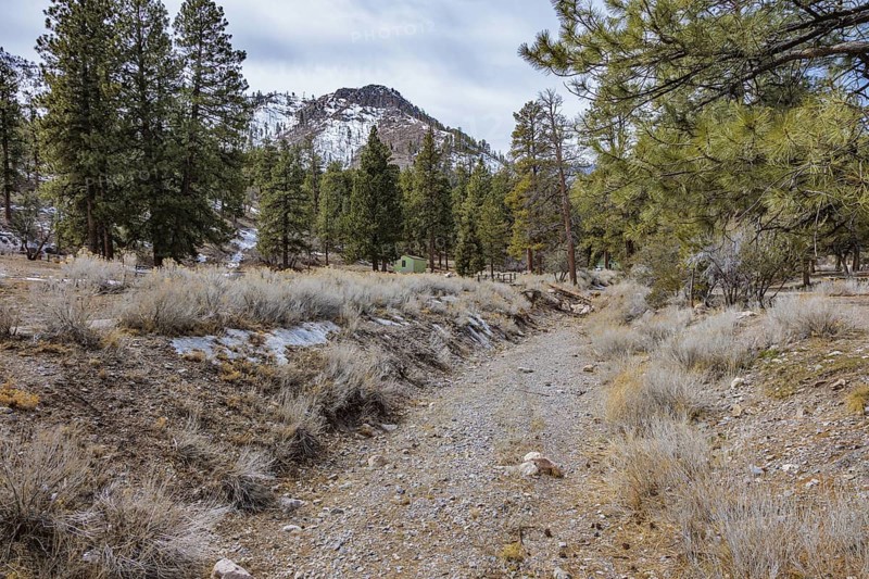 Kyle Canyon Wash cuts through a meadow in the Spring Mountains National Recreation Area along the Acastus Trail near Mount Charleston, Nevada, USA