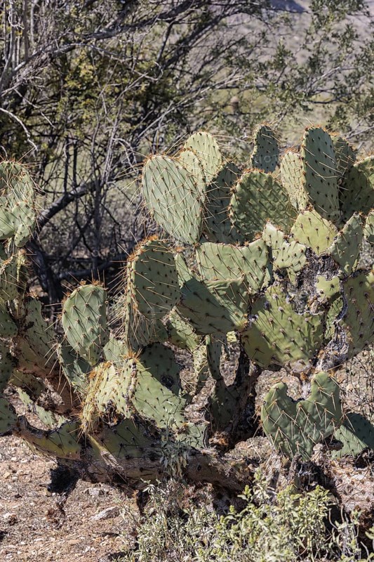 Priclky pear cactus at the White Tank Mountain Regional Park in Phoenix, Arizona, USA