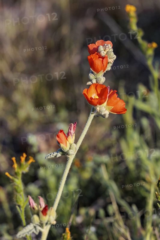Close up of a budding desert globe mallow (Sphaeralcea ambigua) plant at the White Tank Mountain Regional Park in Phoenix, Arizona, USA