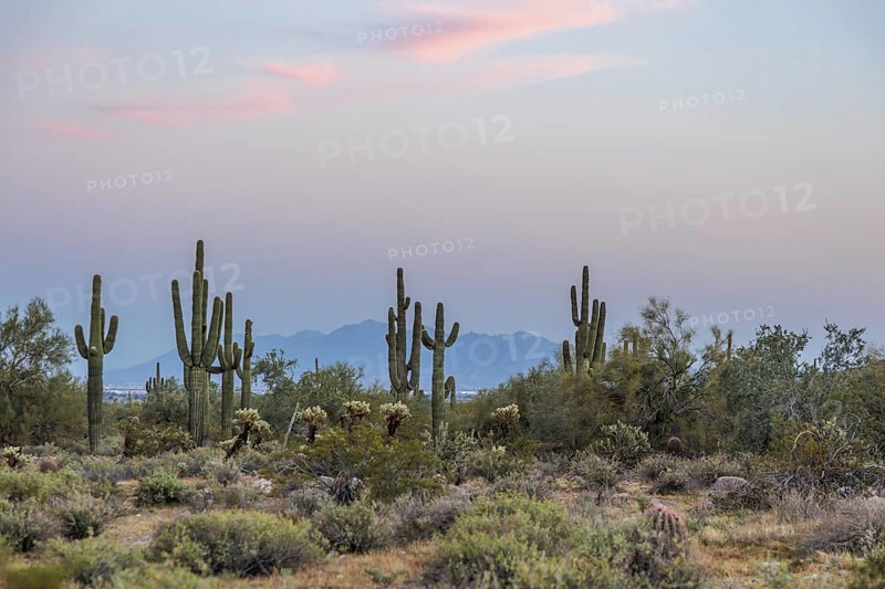 Silhouette of saguaro (Carnegiea gigantea) cacti on the evening sky at the White Tank Mountain Regional Park in Phoenix, Arizona, USA