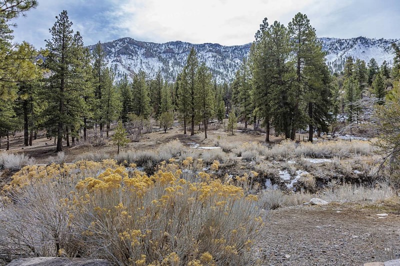 Yellow rubber rabbitbrush and pine trees on a meadow at the Acastus Trailhead in the Spring Mountains near Mount Charleston, Nevada, USA