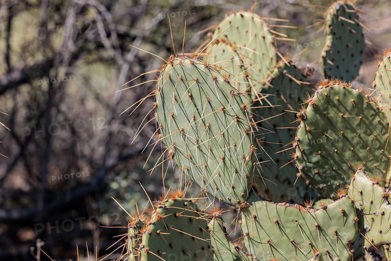 Priclky pear cactus at the White Tank Mountain Regional Park in Phoenix, Arizona, USA