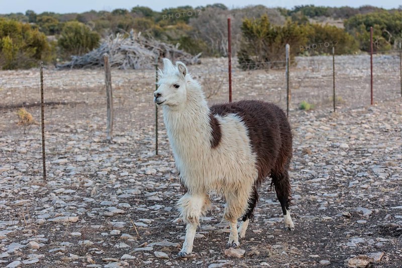 Domesticated alpaca livestock helps to protect goats from predators on a ranch in Sonora, Texas, USA