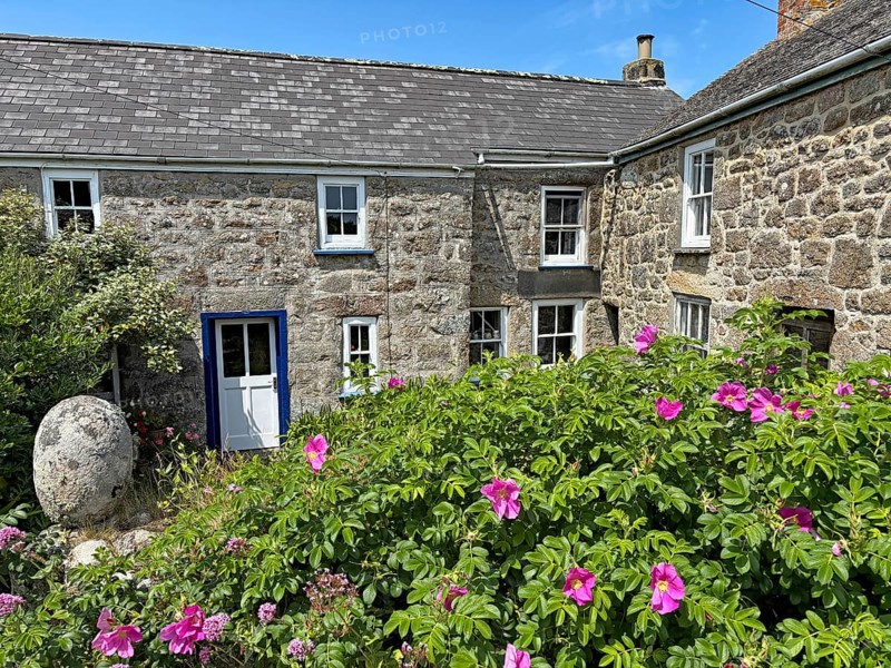 Traditional stone houses with pink garden flowers under a blue sky in a rural setting, St Agnes, Isles of Scilly, Cornwall, England, United Kingdom