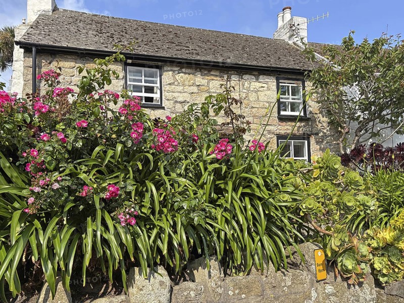 Stone house with flowering front garden and lush plants in a sunny atmosphere, St Agnes, Isles of Scilly, Cornwall, England, United Kingdom