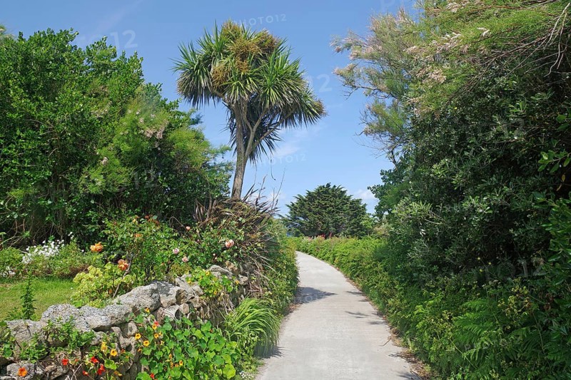 A narrow path lined with trees and palm trees, surrounded by green vegetation under a blue sky, St Agnes, Isles of Scilly, Cornwall, England, United Kingdom