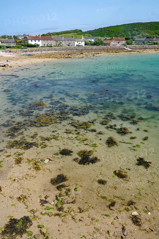 View of the coast with clear water, seaweed and nearby houses, tranquil scenery, Tresco, Isles of Scilly, Cornwall, England, United Kingdom