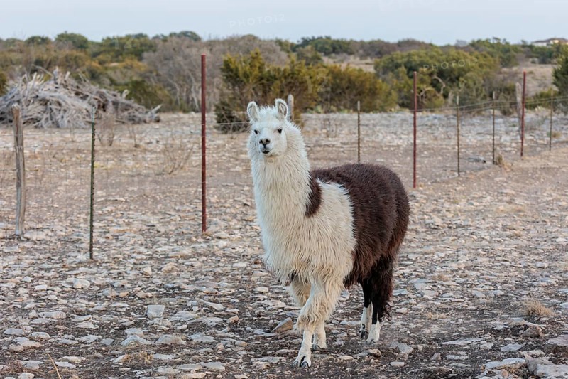 Domesticated alpaca livestock helps to protect goats from predators on a ranch in Sonora, Texas, USA