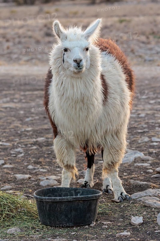 Domesticated alpaca livestock helps to protect goats from predators on a ranch in Sonora, Texas, USA