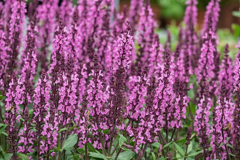 Steppe sage or grove sage (Salvia nemorosa), North Rhine-Westphalia, Germany