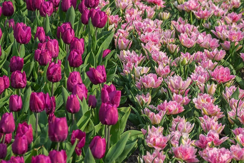 Bed with tulips (Tulpia), Münsterland, North Rhine-Westphalia, Germany