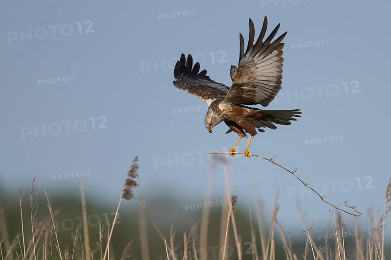 Marsh harrier (Circus aeruginosus), Texel, Netherlands