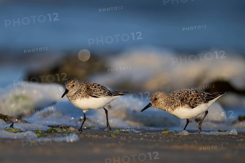 Avocet (Recurvirostra avosetta), Texel, Netherlands