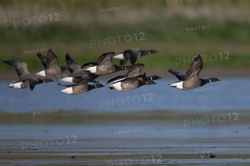 Brent goose (Branta bernicla)