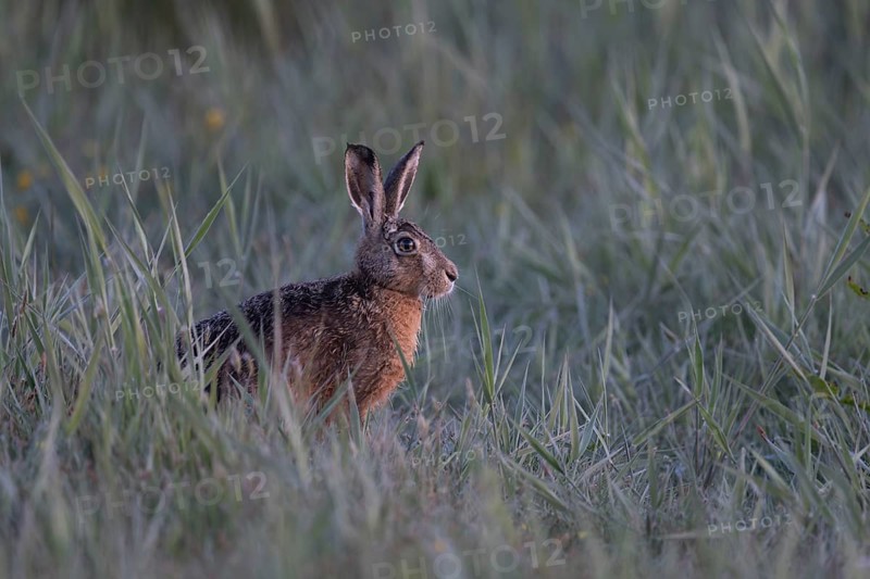 European hare (Lepus europaeus), Texel, Netherlands