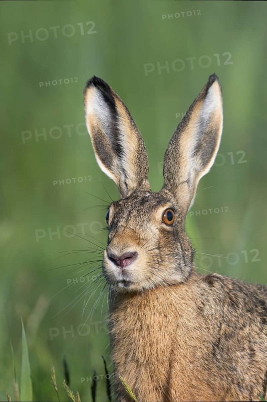 European hare (Lepus europaeus), Texel, Netherlands