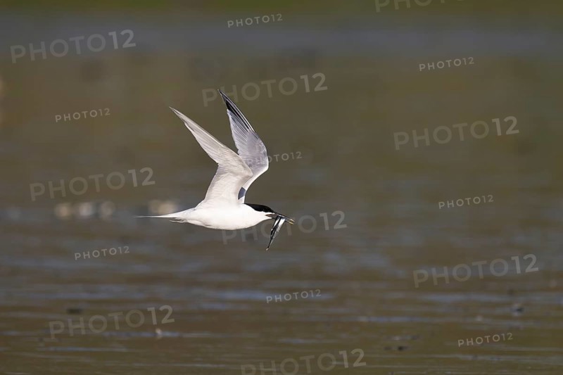 Sandwich tern (Thalasseus sandvicensis) with fish, Texel, Netherlands