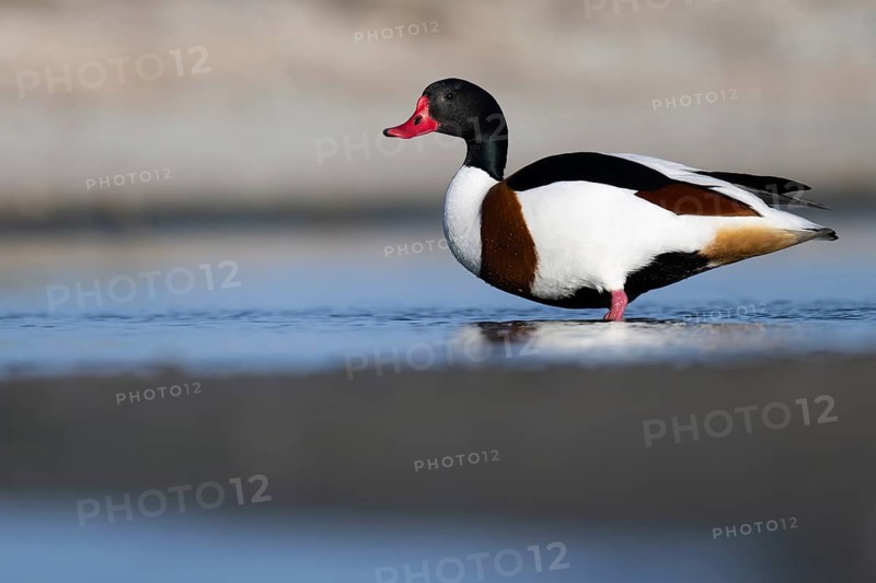 Shelduck (Tadorna tadorna), Texel, Netherlands