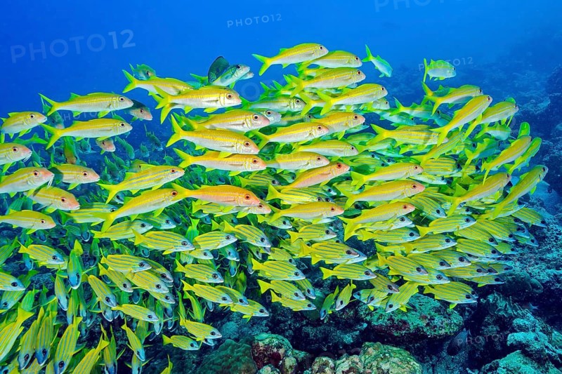 Large school of blue-striped snapper (Lutjanus kasmira), Indian Ocean, Maldives