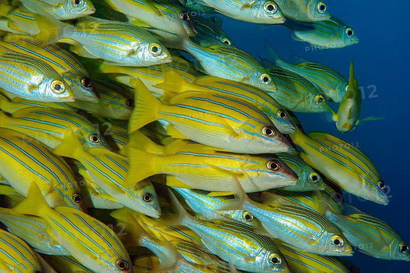 Underwater photo close-up of large school of blue-striped snapper (Lutjanus kasmira), Indian Ocean, Maldives