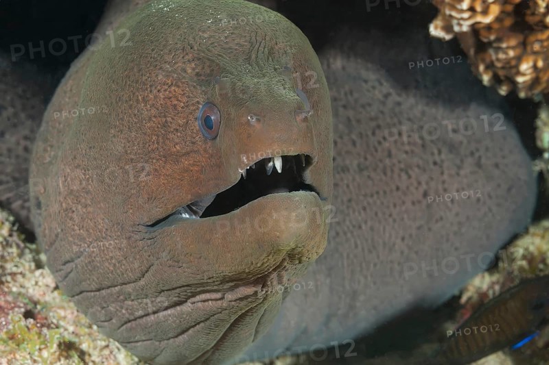Underwater photo close-up of giant moray eel (Gymnothorax javanicus) predator looking out of cave dwelling, Red Sea, Egypt