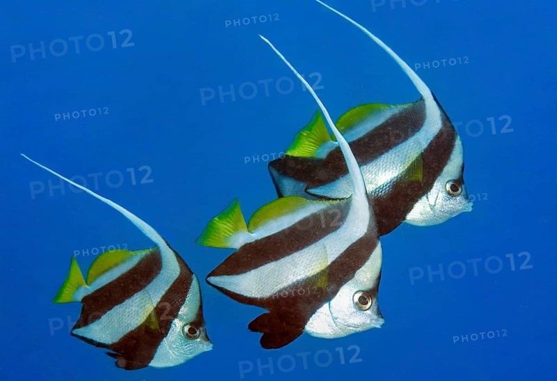 Underwater photo of three specimens of bannerfish (Heniochus diphreutes) swimming in blue sea, Indian Ocean, Maldives
