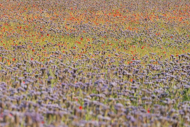 Phacelia (Phacelia tanacetifolia) and Common field poppy (Papaver rhoeas) red wildflower flowers in a field in summer, England, United Kingdom