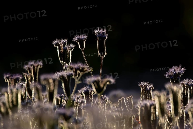 Phacelia (Phacelia tanacetifolia) flowers in summer, England, United Kingdom