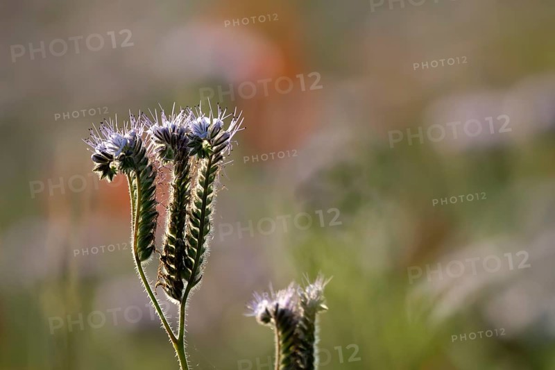 Phacelia (Phacelia tanacetifolia) flower in summer, England, United Kingdom